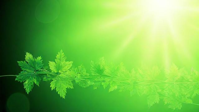 探索绿色的种类及其在自然与文化中的深远意义