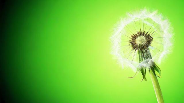 探索绿色的种类及其在自然与文化中的深远意义 第2张 探索绿色的种类及其在自然与文化中的深远意义 第2张
