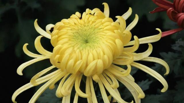 菊花的介绍：品种、外观特性及药用价值全解析