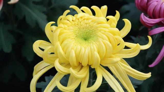 菊花的介绍:品种、外观特性及药用价值全解析 第2张 菊花的介绍:品种、外观特性及药用价值全解析 第2张