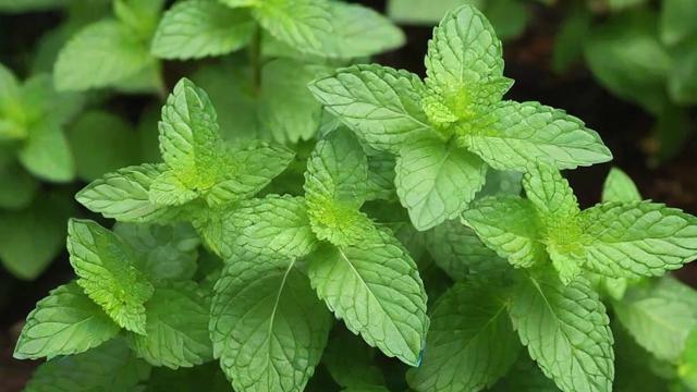留兰香薄荷种植技巧与精油提取应用全攻略