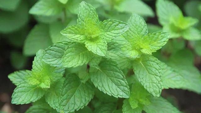 留兰香薄荷种植技巧与精油提取应用全攻略 第2张 留兰香薄荷种植技巧与精油提取应用全攻略 第2张
