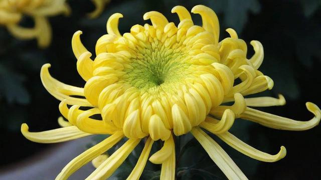菊花的花语大全:不同颜色菊花象征意义及文化背景解析 第2张 菊花的花语大全:不同颜色菊花象征意义及文化背景解析 第2张