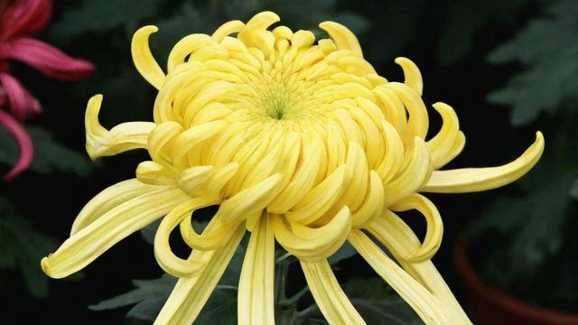 菊花的花语大全:不同颜色菊花象征意义及文化背景解析 第3张 菊花的花语大全:不同颜色菊花象征意义及文化背景解析 第3张