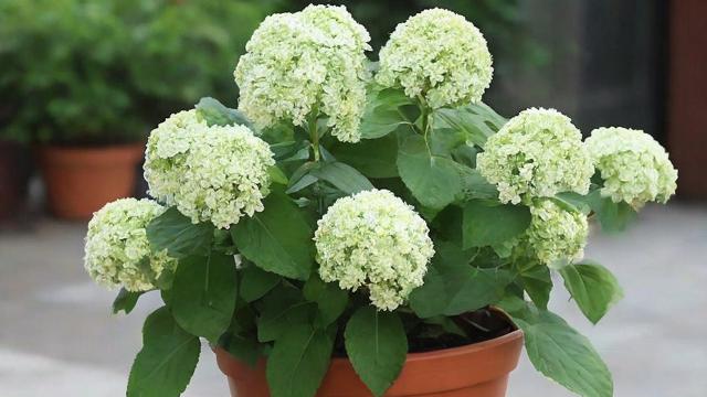 万年青开花的奥秘:从环境到养护全解析,助你轻松养出美丽花朵 第1张 万年青开花的奥秘:从环境到养护全解析,助你轻松养出美丽花朵 第1张