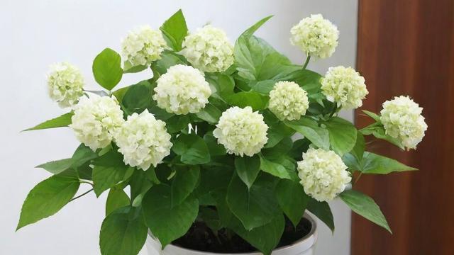 万年青开花的奥秘:从环境到养护全解析,助你轻松养出美丽花朵 第2张 万年青开花的奥秘:从环境到养护全解析,助你轻松养出美丽花朵 第2张