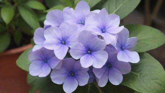 万年青开花的奥秘:从环境到养护全解析,助你轻松养出美丽花朵 第3张 万年青开花的奥秘:从环境到养护全解析,助你轻松养出美丽花朵 第3张