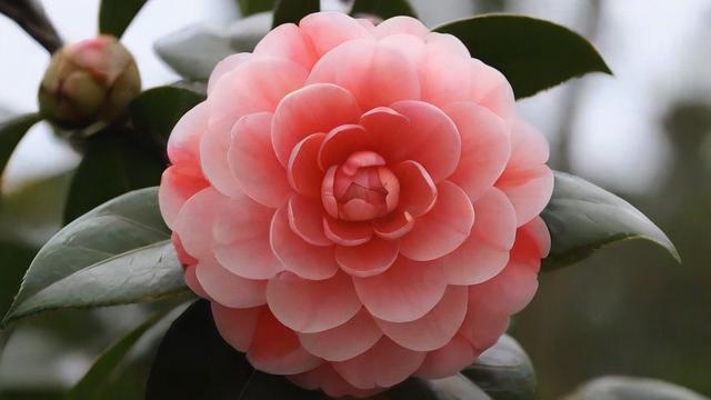 茶花有毒吗？全面解析茶花毒性及安全种植指南