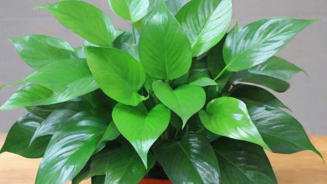 防辐射植物排行榜:提升健康与美观的双重选择 第2张 防辐射植物排行榜:提升健康与美观的双重选择 第2张