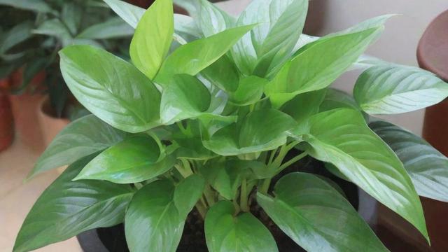 防辐射植物排行榜:提升健康与美观的双重选择 第4张 防辐射植物排行榜:提升健康与美观的双重选择 第4张