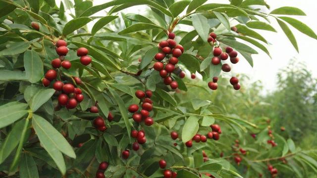 曼地亚红豆杉的全面解析:起源、种植技术、药用价值与未来发展 第2张 曼地亚红豆杉的全面解析:起源、种植技术、药用价值与未来发展 第2张