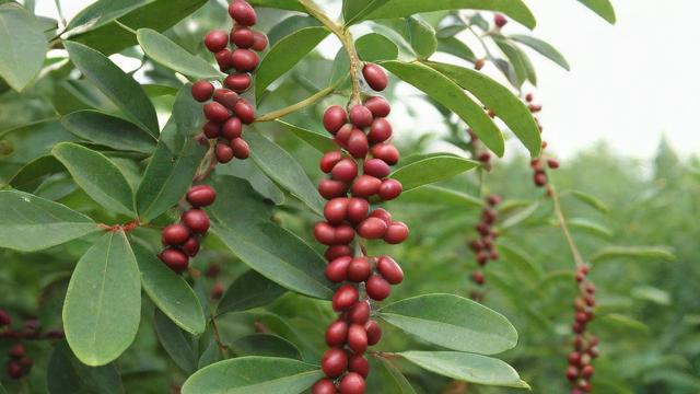 曼地亚红豆杉的全面解析:起源、种植技术、药用价值与未来发展 第3张 曼地亚红豆杉的全面解析:起源、种植技术、药用价值与未来发展 第3张
