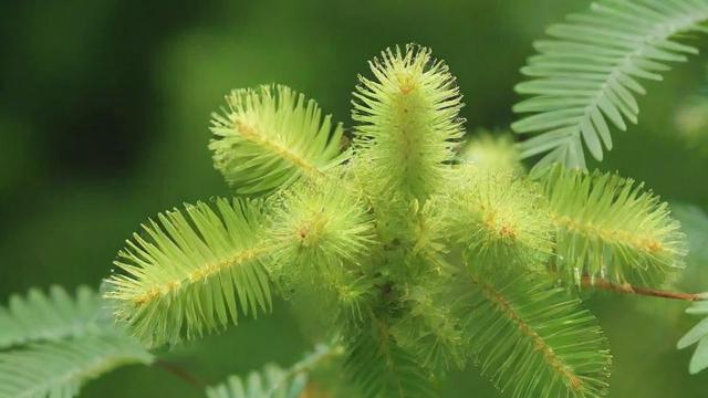 揭秘含羞草是什么及其生长环境与独特特性