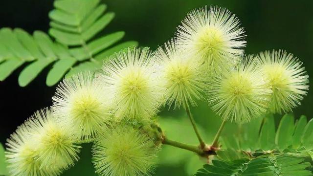 揭秘含羞草是什么及其生长环境与独特特性 第2张 揭秘含羞草是什么及其生长环境与独特特性 第2张