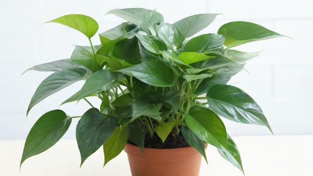 净化空气的植物排名及养护指南,打造健康家居环境 第2张 净化空气的植物排名及养护指南,打造健康家居环境 第2张
