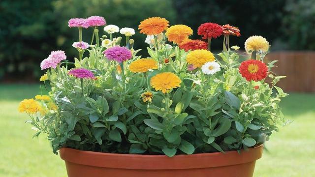 花什么草什么：全面指南教你轻松搞定花卉与草地种植养护