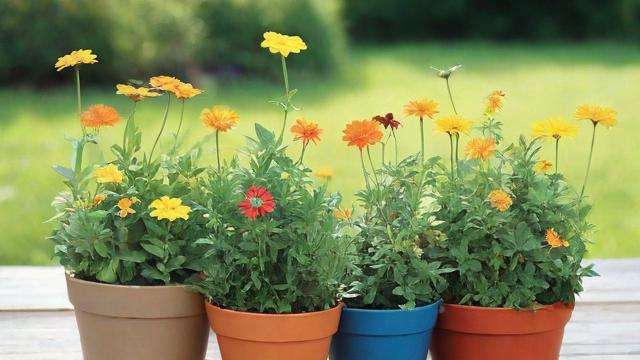 花什么草什么:全面指南教你轻松搞定花卉与草地种植养护 第2张 花什么草什么:全面指南教你轻松搞定花卉与草地种植养护 第2张