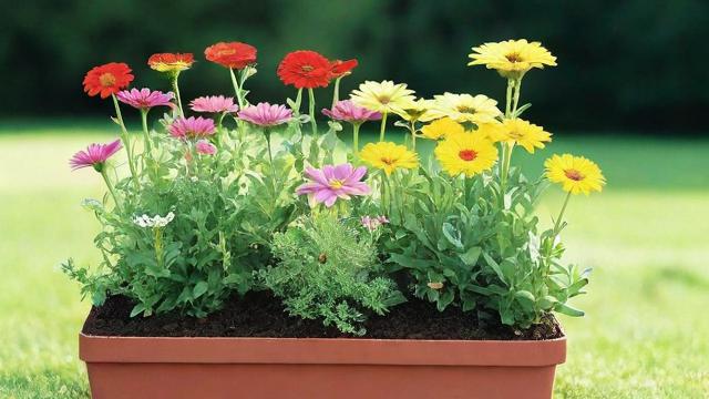 花什么草什么:全面指南教你轻松搞定花卉与草地种植养护 第3张 花什么草什么:全面指南教你轻松搞定花卉与草地种植养护 第3张