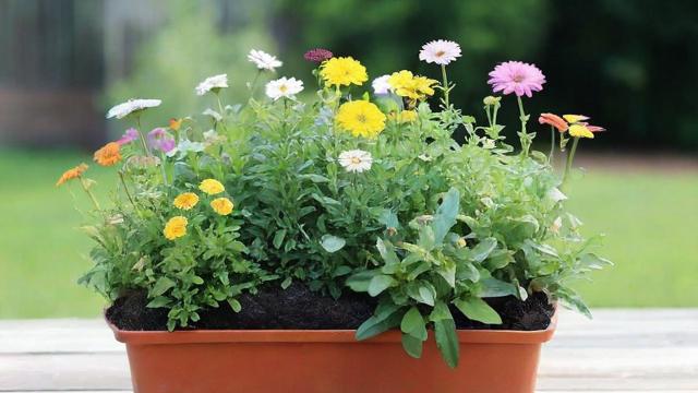 花什么草什么:全面指南教你轻松搞定花卉与草地种植养护 第4张 花什么草什么:全面指南教你轻松搞定花卉与草地种植养护 第4张