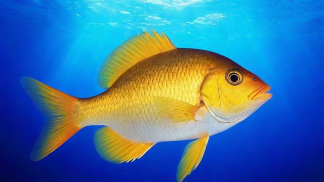 鱼类品种大全:从淡水到海洋,全面了解各类鱼及其生态作用 第3张 鱼类品种大全:从淡水到海洋,全面了解各类鱼及其生态作用 第3张