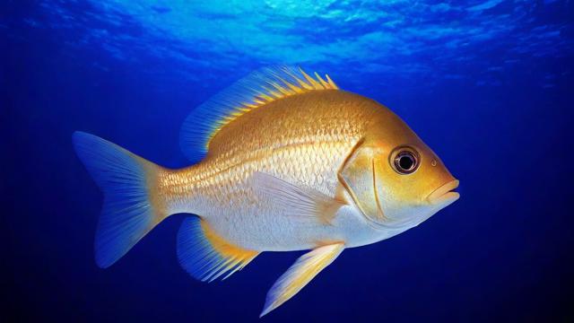 鱼类品种大全:从淡水到海洋,全面了解各类鱼及其生态作用 第4张 鱼类品种大全:从淡水到海洋,全面了解各类鱼及其生态作用 第4张