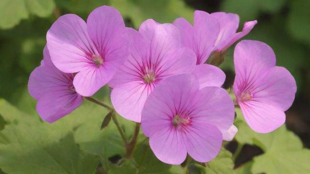 香叶天竺葵种植方法与精油功效全解析，助你轻松打造芳香生活