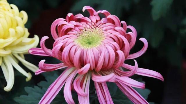 菊花怎么形容：从外观到文化内涵的全方位解读