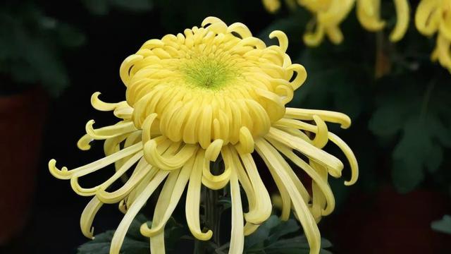 菊花怎么形容：从外观到文化内涵的全方位解读  第2张