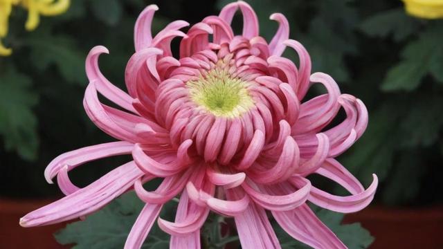 菊花怎么形容：从外观到文化内涵的全方位解读  第3张