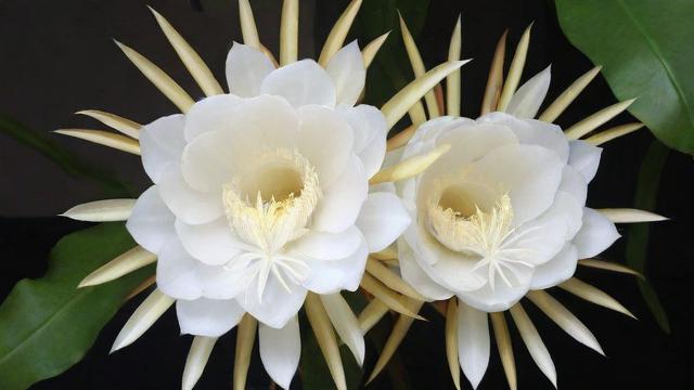 昙花怎么养：从选苗到开花全攻略，轻松打造家庭园艺理想选择  第2张