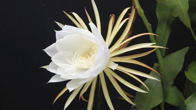昙花怎么养：从选苗到开花全攻略，轻松打造家庭园艺理想选择  第3张
