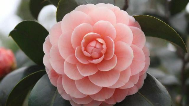 山茶花功效大揭秘：美容养颜、降血脂、抗氧化的神奇植物