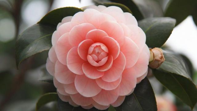 山茶花功效大揭秘:美容养颜、降血脂、抗氧化的神奇植物 第2张 山茶花功效大揭秘:美容养颜、降血脂、抗氧化的神奇植物 第2张