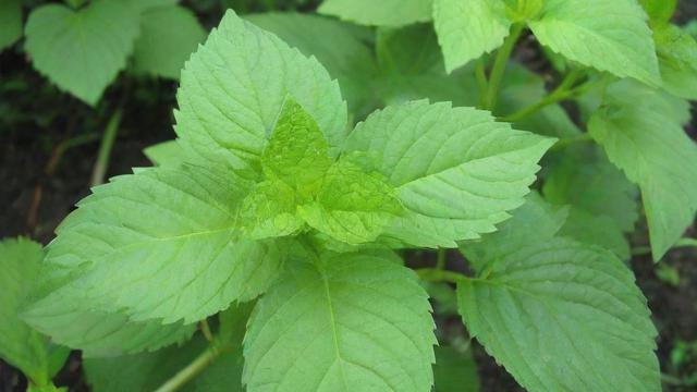 驱虫的植物大全:打造天然无害的家庭花园 第2张 驱虫的植物大全:打造天然无害的家庭花园 第2张