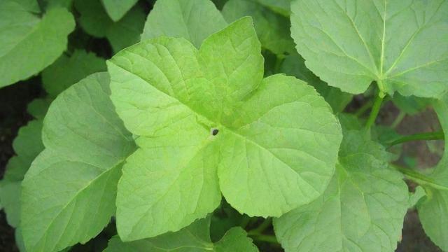 驱虫的植物大全:打造天然无害的家庭花园 第3张 驱虫的植物大全:打造天然无害的家庭花园 第3张