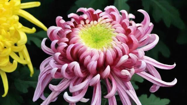 菊花的象征意义及其在东西方文化中的差异与应用 第3张 菊花的象征意义及其在东西方文化中的差异与应用 第3张