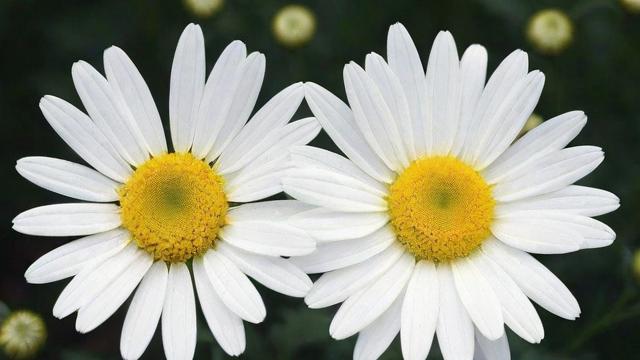 白菊花功效与作用：清热解毒、明目护眼、镇静安神的天然良方