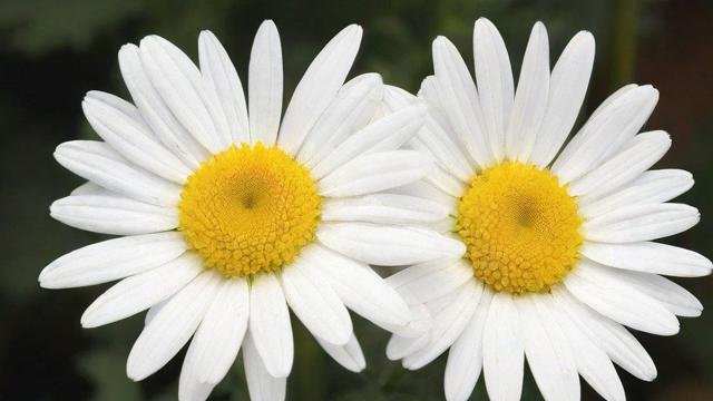白菊花功效与作用:清热解毒、明目护眼、镇静安神的天然良方 第2张 白菊花功效与作用:清热解毒、明目护眼、镇静安神的天然良方 第2张