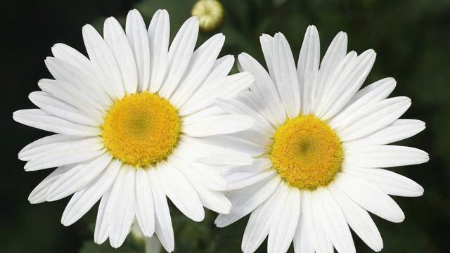 白菊花功效与作用:清热解毒、明目护眼、镇静安神的天然良方 第3张 白菊花功效与作用:清热解毒、明目护眼、镇静安神的天然良方 第3张