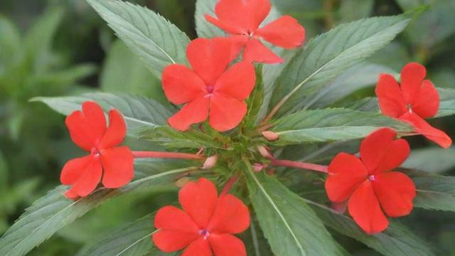 凤仙花的种子种植技巧及园艺应用大全