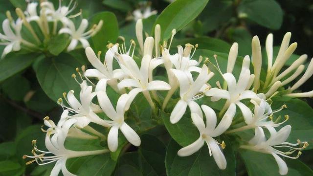 封丘金银花的种植技术、市场分析与未来发展前景全面解析