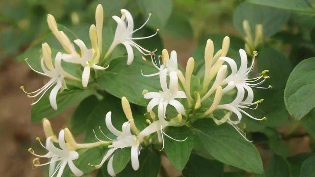 封丘金银花的种植技术、市场分析与未来发展前景全面解析 第2张 封丘金银花的种植技术、市场分析与未来发展前景全面解析 第2张