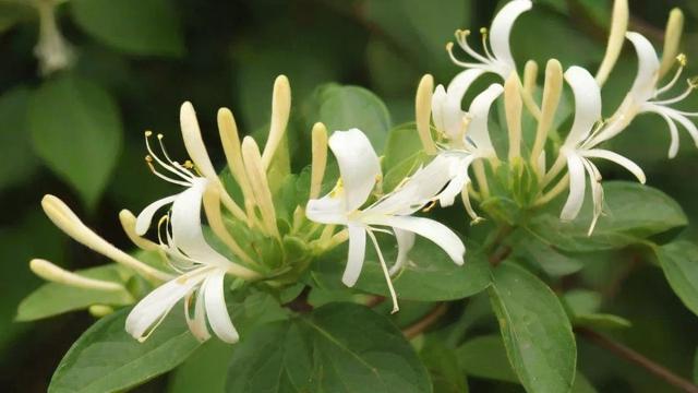 封丘金银花的种植技术、市场分析与未来发展前景全面解析 第3张 封丘金银花的种植技术、市场分析与未来发展前景全面解析 第3张