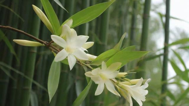 竹子开花吗?揭秘竹子开花的原因、影响及应对措施 第2张 竹子开花吗?揭秘竹子开花的原因、影响及应对措施 第2张