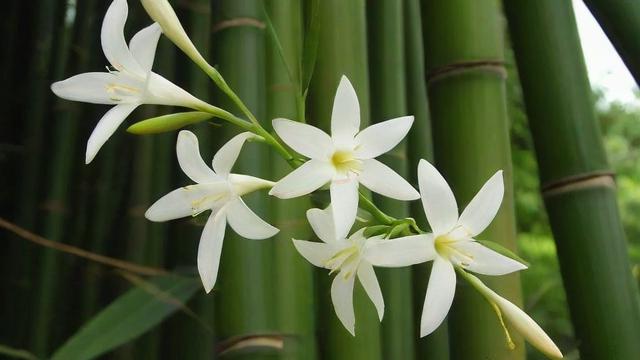 竹子开花吗?揭秘竹子开花的原因、影响及应对措施 第3张 竹子开花吗?揭秘竹子开花的原因、影响及应对措施 第3张