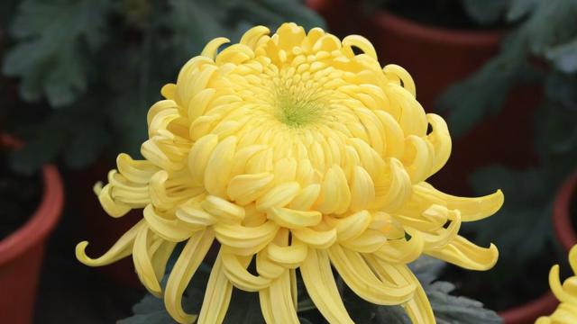 菊花是什么颜色：全面解析菊花的颜色种类与文化寓意