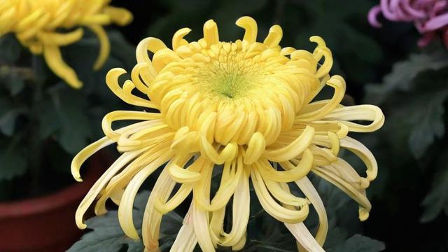 菊花是什么颜色:全面解析菊花的颜色种类与文化寓意 第2张 菊花是什么颜色:全面解析菊花的颜色种类与文化寓意 第2张