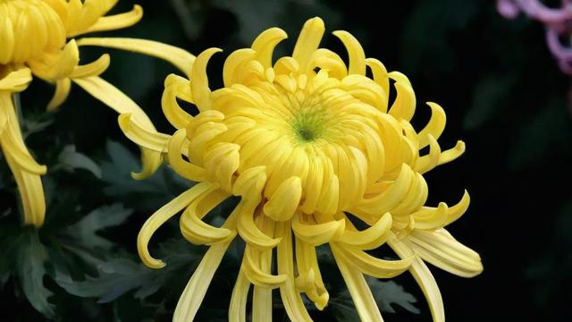 菊花是什么颜色:全面解析菊花的颜色种类与文化寓意 第3张 菊花是什么颜色:全面解析菊花的颜色种类与文化寓意 第3张