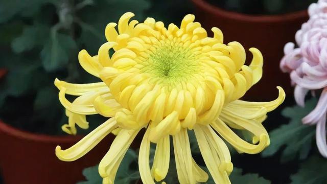 菊花的品质：从文化价值到科学种植全解析