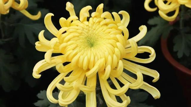 菊花的品质:从文化价值到科学种植全解析 第2张 菊花的品质:从文化价值到科学种植全解析 第2张